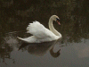 Mute Swan on the canal