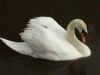 Mute Swan on the canal