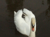 Mute Swan on the canal