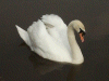 Mute Swan on the canal