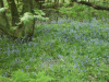 Bluebells (Hycanthinoides non-scripta) on Keckwick Hill