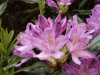 Wild Rhododendrums (Rhododendron ponticum)