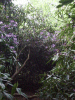 Wild Rhododendrum Bushes on Keckwick Hill