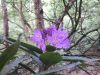 Wild Rhododendrums (Rhododendron ponticum)