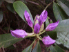 Budding Wild Rhododendrums
