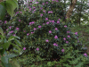Wild Rhododendrum Bushes