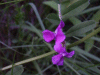 Common Vetch (Vicia sativa)