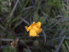 Closed Buttercup (Ranunculus bulbosus)