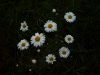 Oxeye daisies (Leucanthemum vulgare) beside the motorway