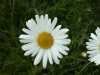Oxeye daisy (Leucanthemum vulgare) (syn. Chrysanthemum leucanthemum) beside the motorway