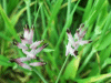 A type of Common Fumitory (Fumaria officinalis)