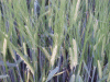 Ripening grain in the fields near Moore