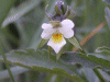 A relative of the Field Pansy (Viola arvensis)