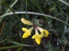 Most likely a Birdsfoot Trefoil (Lotus corniculata)
