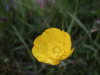 Buttercup (Ranunculus bulbosus)