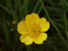 Buttercup (Ranunculus bulbosus)