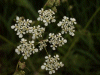 Cow Parsley (Anthriscus sylvestris)