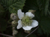 Blackberry/Bramble (Rubus fructicosus)