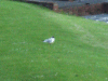 Black headed gull