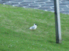 Black headed gull