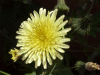 Smooth Sow-thistle (Sonchus oleraceus)