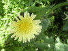 Smooth Sow-thistle (Sonchus oleraceus)