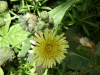 Smooth Sow-thistle (Sonchus oleraceus)