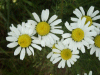 Scentless Mayweed (Matricaria perforata)