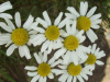 Scentless Mayweed (Matricaria perforata)