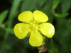 Meadow Buttercup (Ranunculus acris)