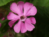 Red Campion (Silene dioica)