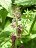 Hedge Woundwort (Stachys sylvatica)