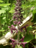 Hedge Woundwort (Stachys sylvatica)