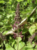 Hedge Woundwort (Stachys sylvatica)