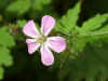 Herb-Robert (Geranium robertianum)