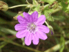 Dovesfoot Cranesbill (Geranium molle)