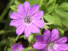 Dovesfoot Cranesbill (Geranium molle)