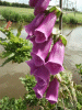 Digitalis Purpurea (ordinary wild foxglove)