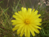 Possible Hawkweed Ox-tongue (Picris hieracioides)