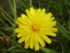 Possible Hawkweed Ox-tongue (Picris hieracioides)