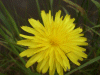 Possible Hawkweed Ox-tongue (Picris hieracioides)