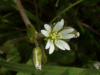 Common Mouse-ear (Cerastium fontanum)