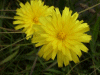Possible Hawkweed Ox-tongue (Picris hieracioides)