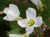 Cuckoo Flowers (Cardamine pratensis agg)
