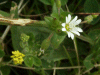 Common Mouse-ear (Cerastium fontanum)