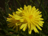 Possible Hawkweed Ox-tongue (Picris hieracioides)