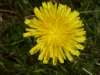 Possible Hawkweed Ox-tongue (Picris hieracioides)