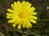 Possible Hawkweed Ox-tongue (Picris hieracioides)