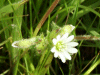 Common Mouse-ear (Cerastium fontanum)
