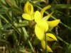 Common Bird's-foot trefoil (Lotus corniculatus)